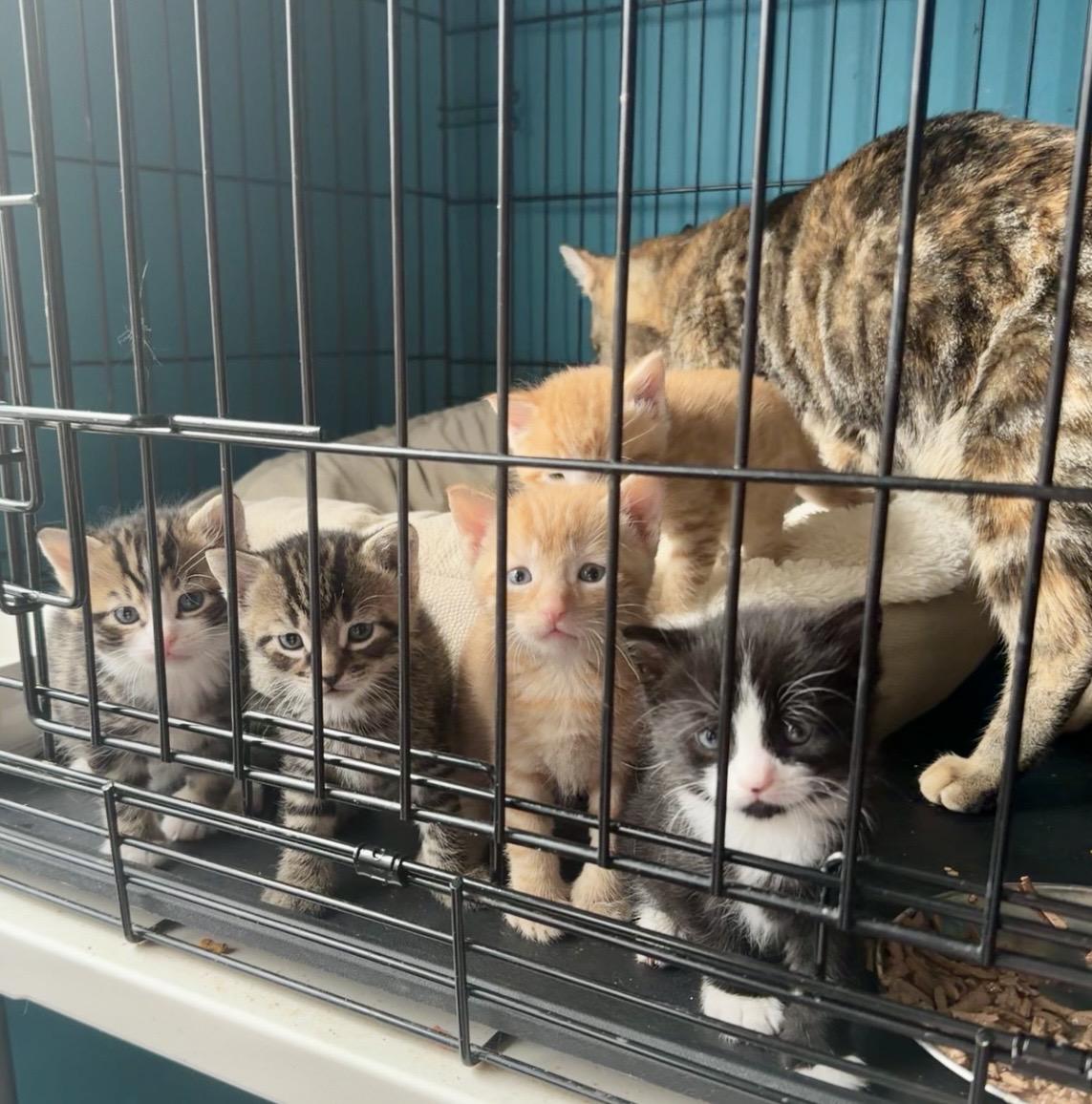 Fiyero, a ADOPTABLE Tabby in Bethel, CT image 6/6