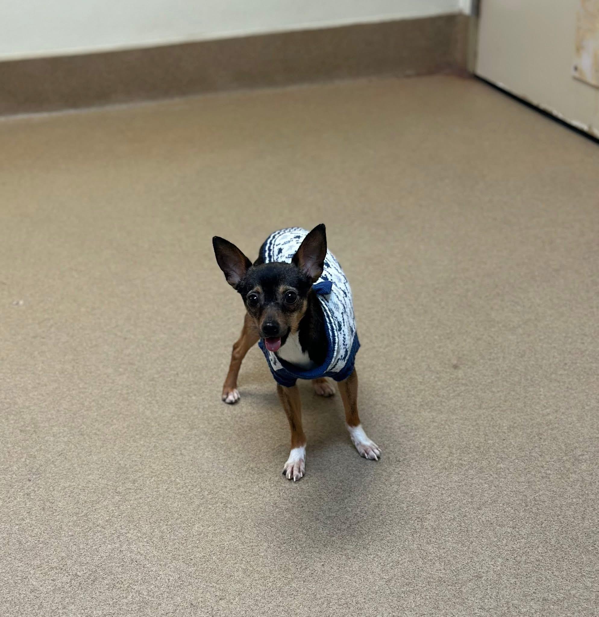 Enlarge Ethan, an adopted Chihuahua in Myerstown, PA image 2/3