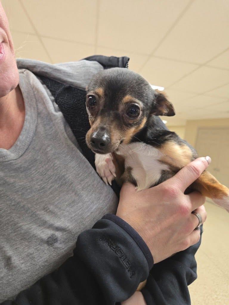 Enlarge Ethan, an adopted Chihuahua in Myerstown, PA image 3/3