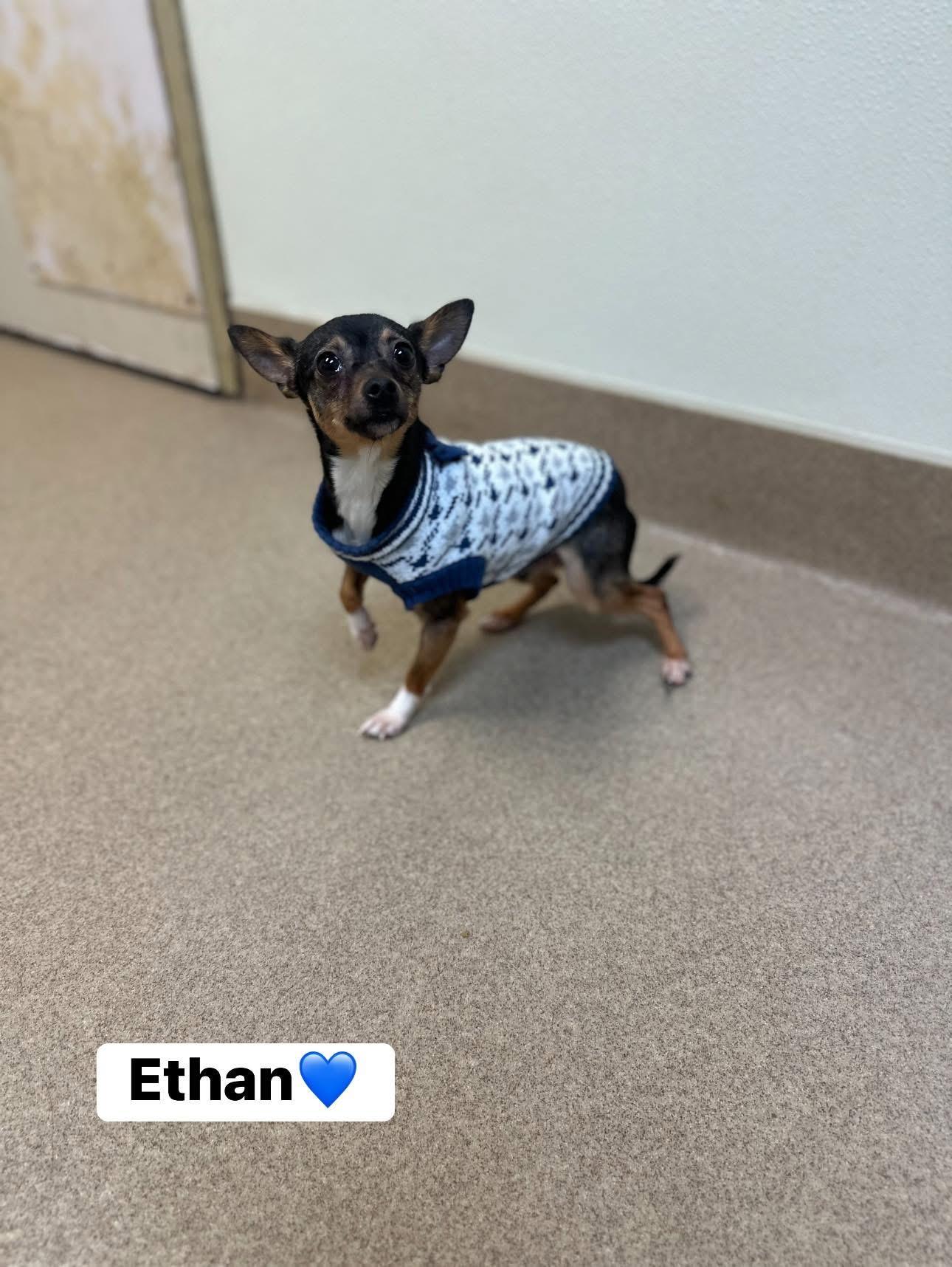 Enlarge Ethan, an adopted Chihuahua in Myerstown, PA image 1/3