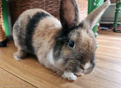 Chocolate Chip, Adoptable, Young Male American & American.