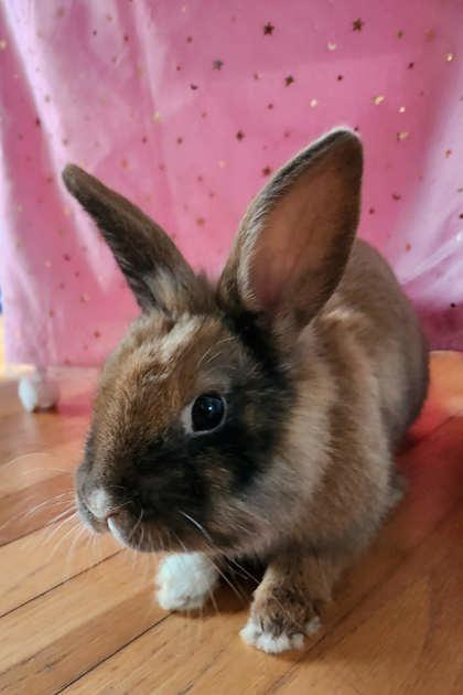 Enlarge Chocolate Chip, a Adoptable mixed breed in Wilkesboro, NC image 2/2