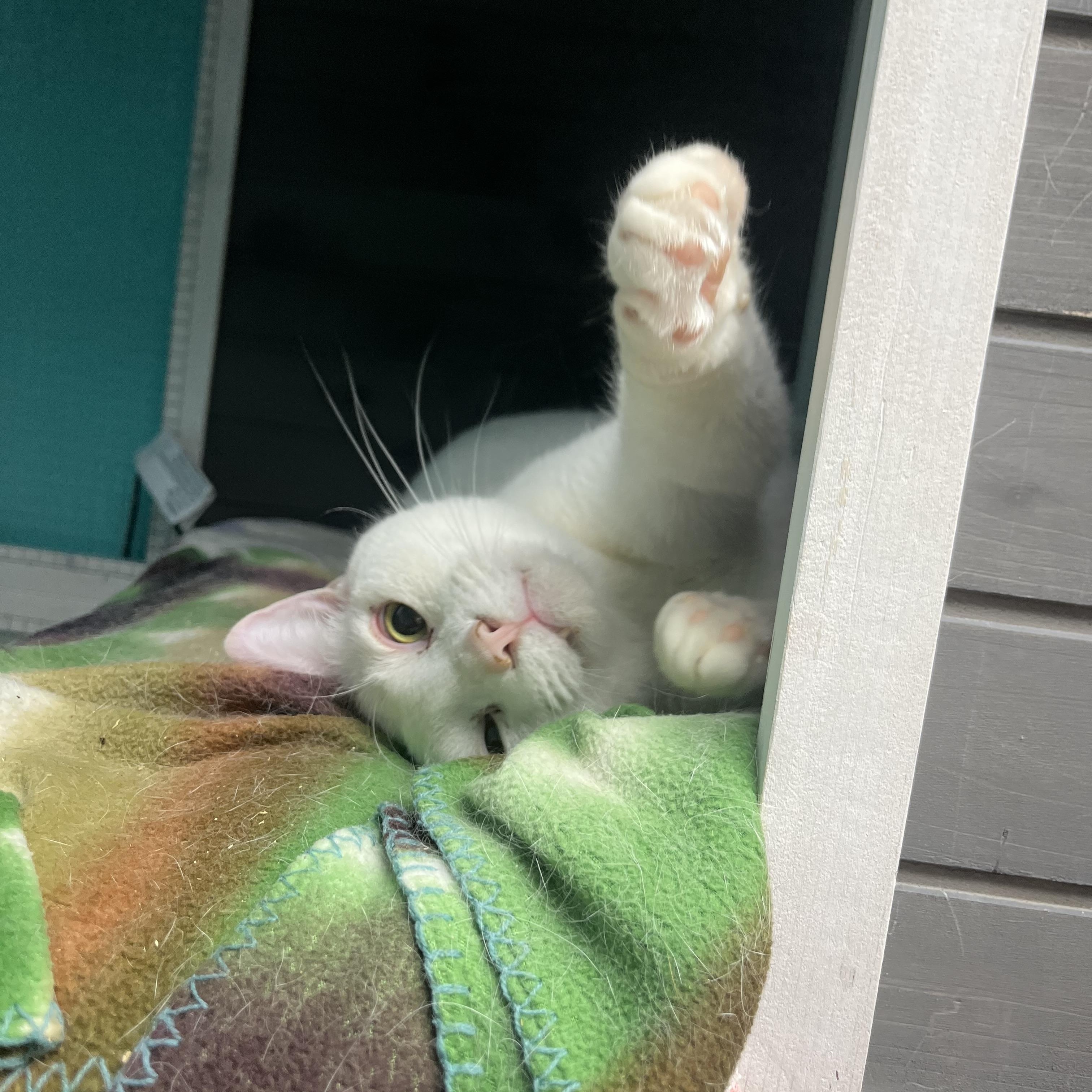 Cloud, an adoptable mixed breed in Maryville, TN image 1/6