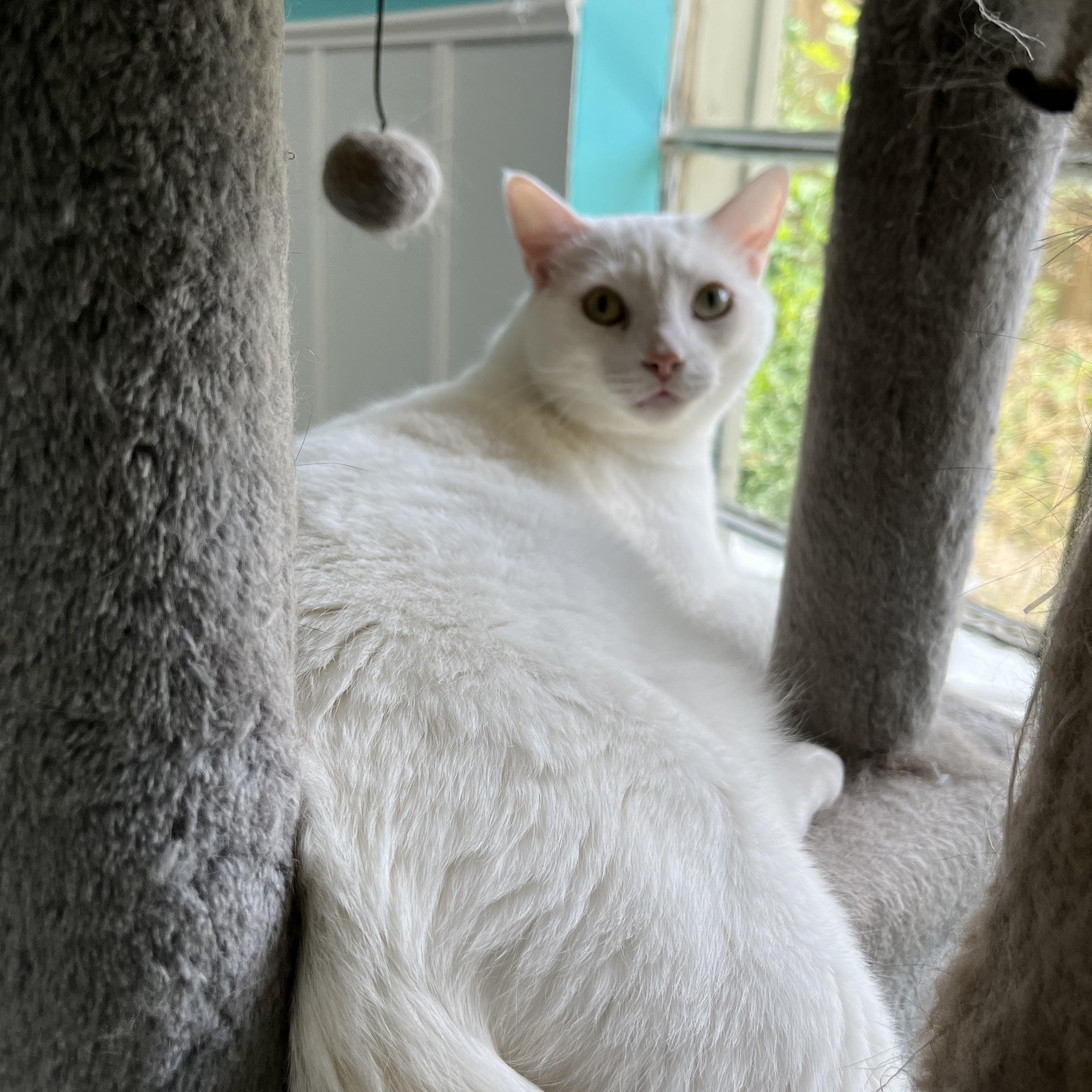 Cloud, an adoptable mixed breed in Maryville, TN image 2/6