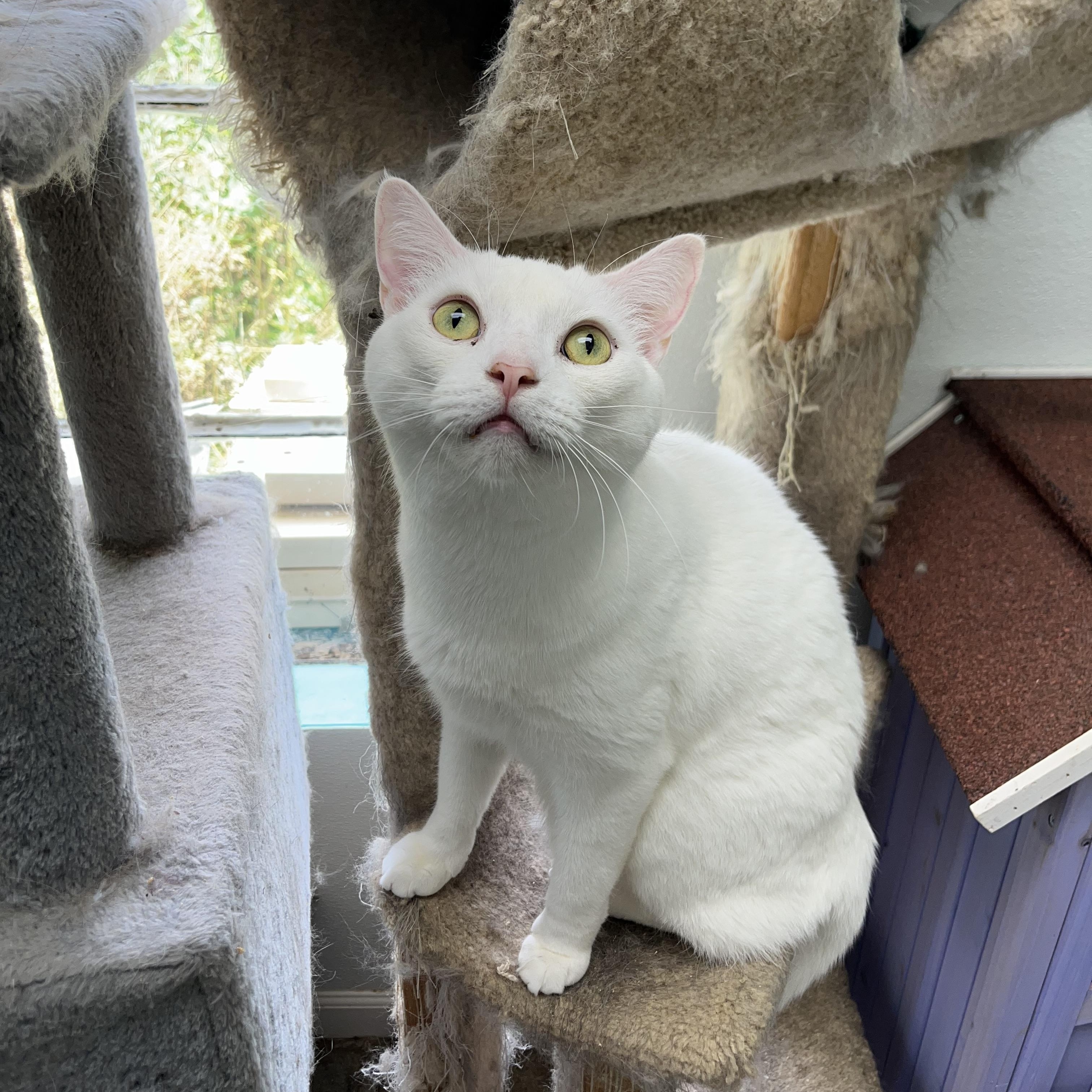 Cloud, an adoptable mixed breed in Maryville, TN image 3/6