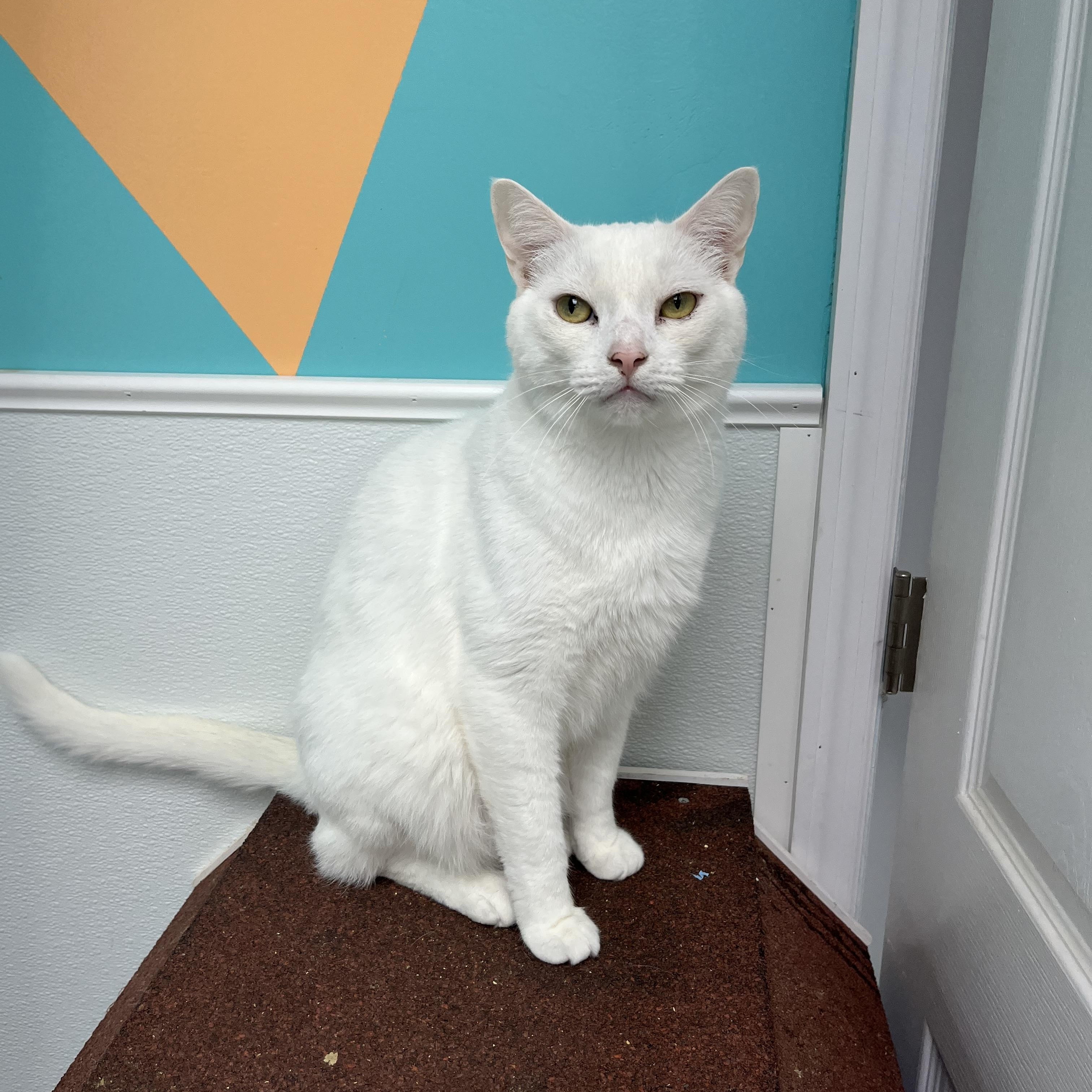 Cloud, an adoptable mixed breed in Maryville, TN image 4/6