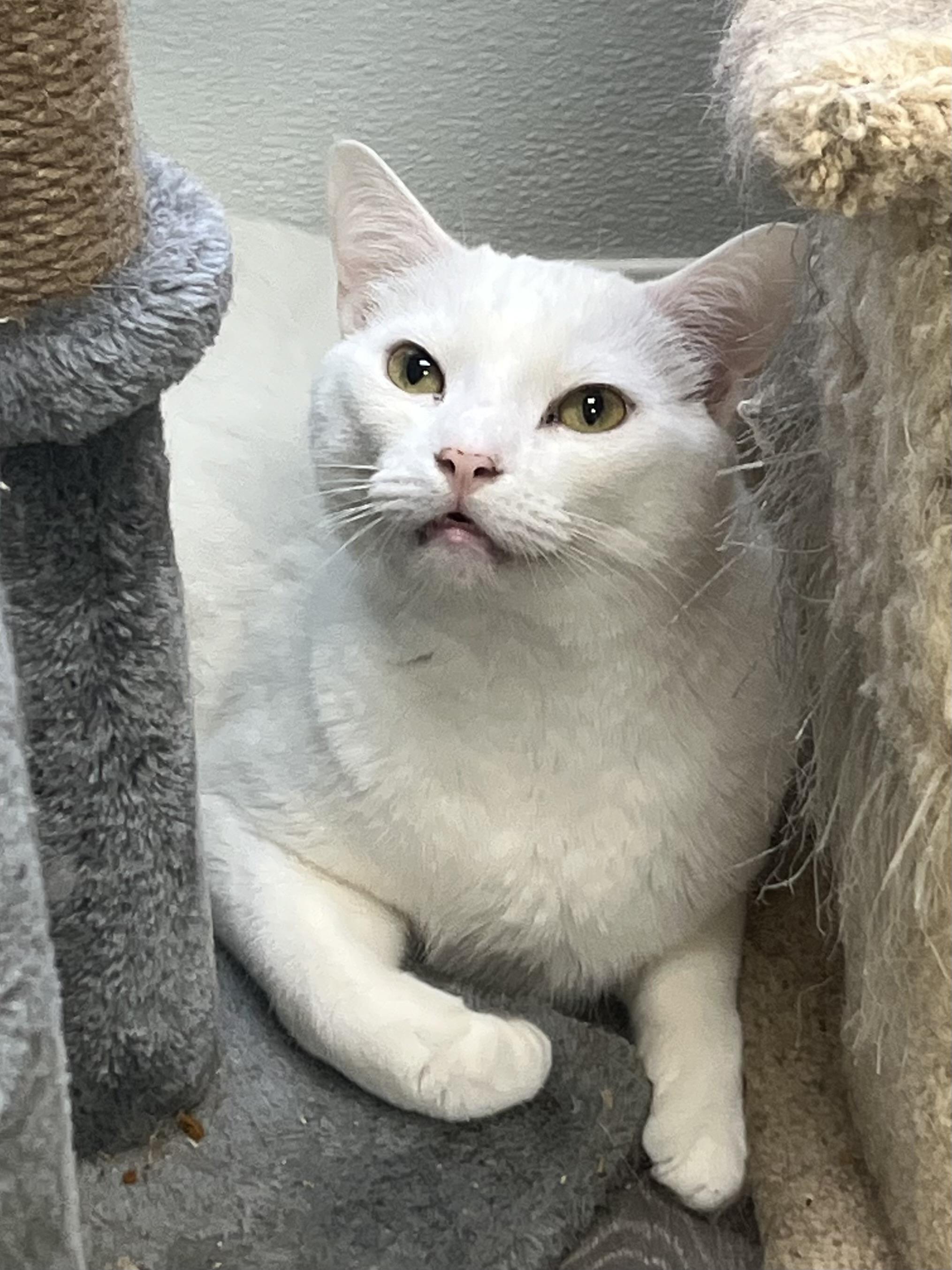 Cloud, an adoptable mixed breed in Maryville, TN image 5/6