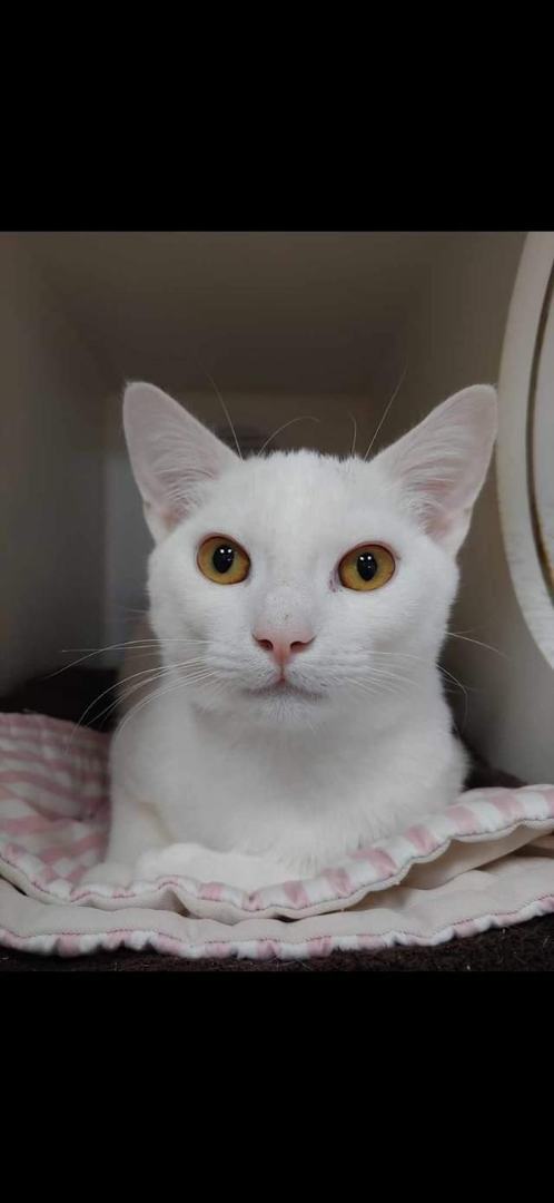 Cloud, adoptable, Adult Male Domestic Short Hair.