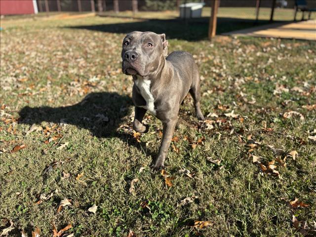 Enlarge JADE, a Adoptable Pit Bull Terrier in Appling, GA image 1/1