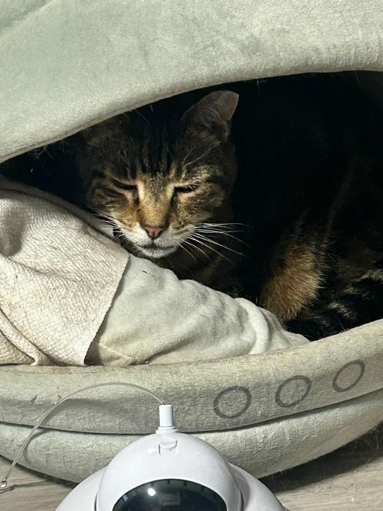 Hunter Hewlett, Adoptable, Adult Male Domestic Short Hair.