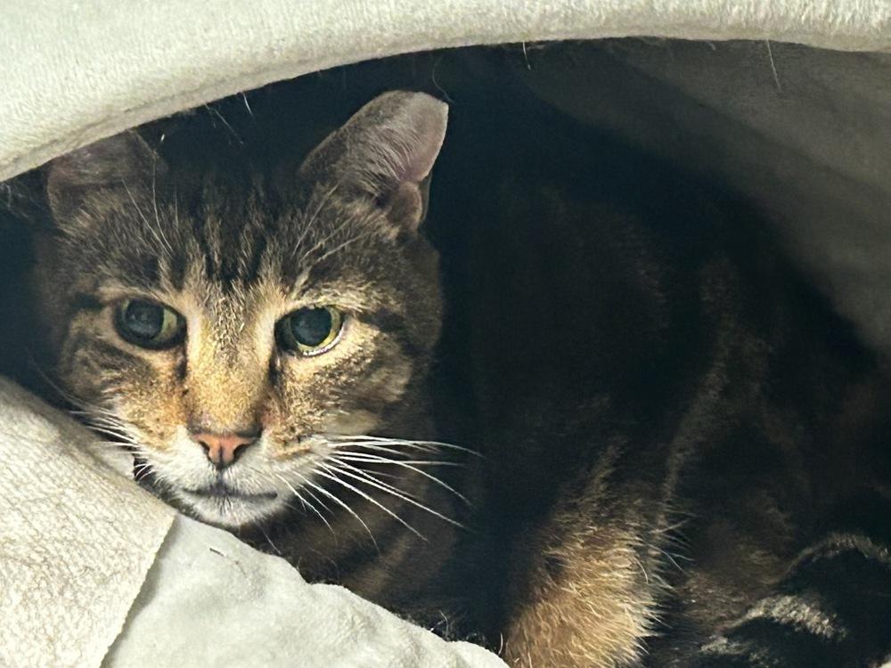 Enlarge Hunter Hewlett, a Adoptable mixed breed in Westbury, NY image 2/3