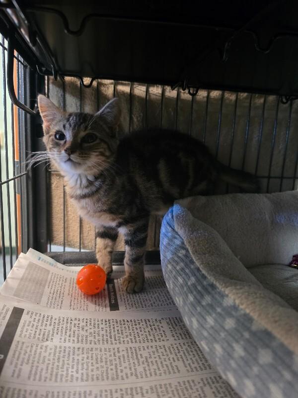 Enlarge Cyrus, a Adoptable Domestic Short Hair in Cortland, NY image 1/3