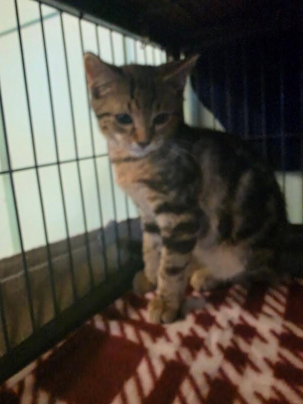 Enlarge Cyrus, a Adoptable Domestic Short Hair in Cortland, NY image 2/3