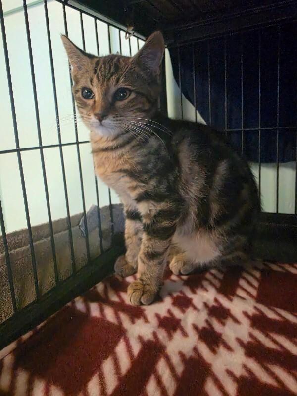 Enlarge Cyrus, a Adoptable Domestic Short Hair in Cortland, NY image 3/3
