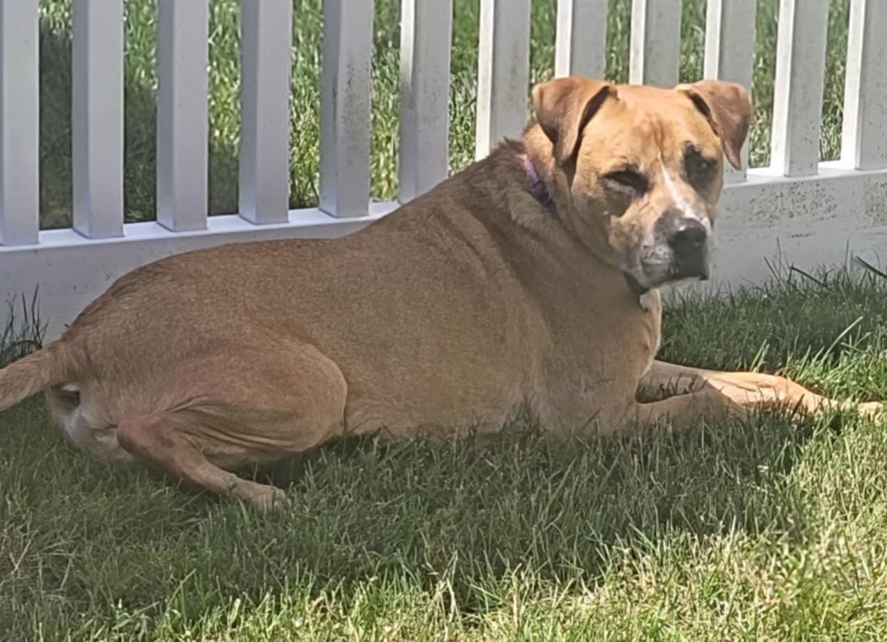 Abbott, an adoptable Boxer in Cranston, RI, 02920 | Photo Image 4