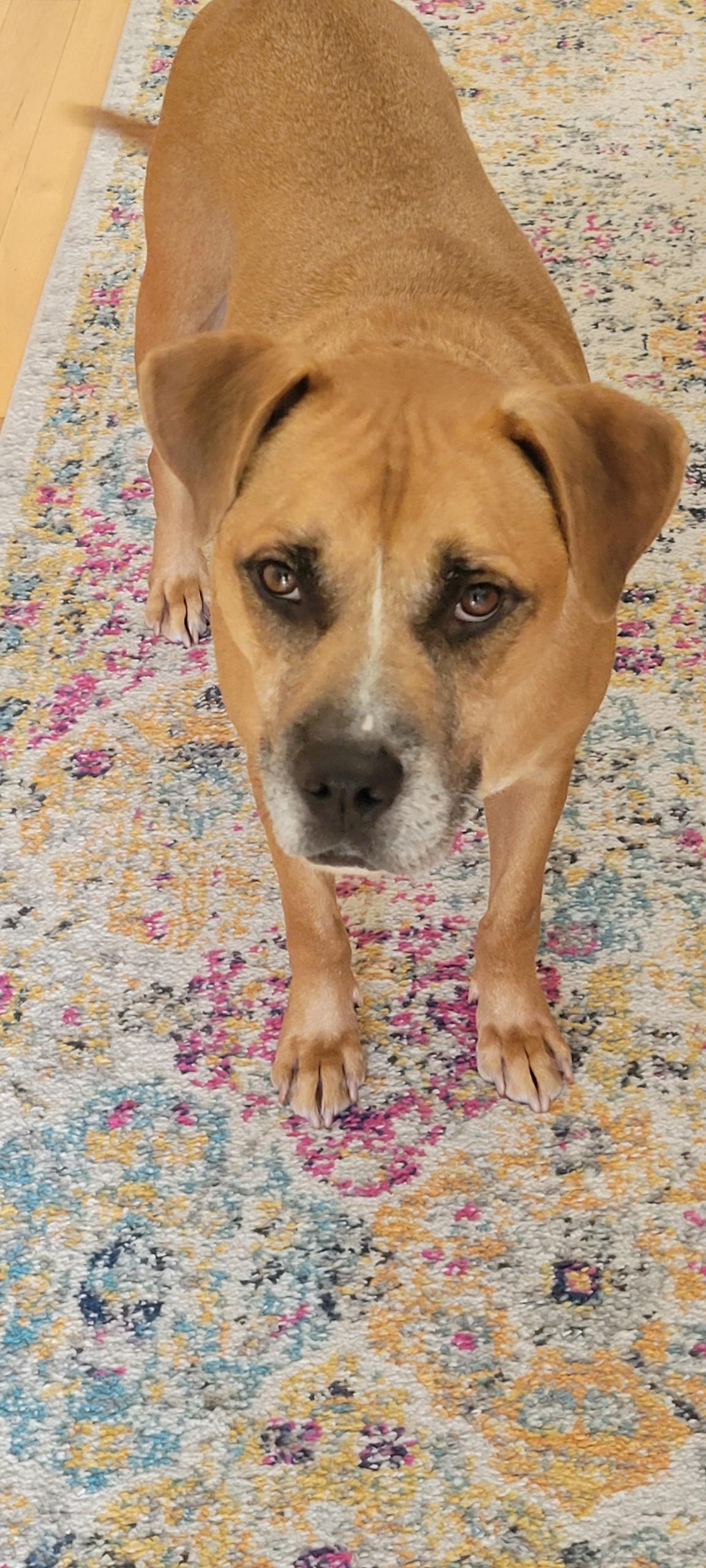 Abbott, an adoptable Boxer in Cranston, RI, 02920 | Photo Image 2