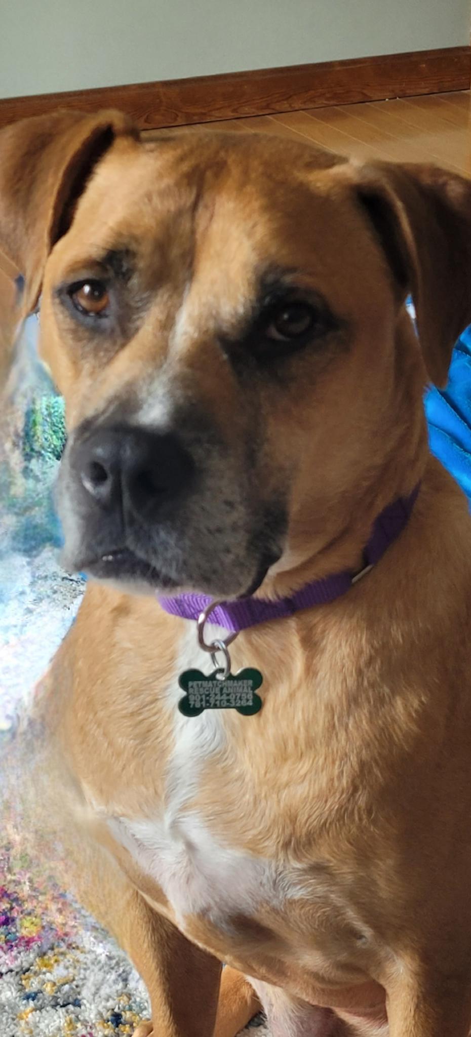 Abbott, an adoptable Boxer in Cranston, RI, 02920 | Photo Image 3