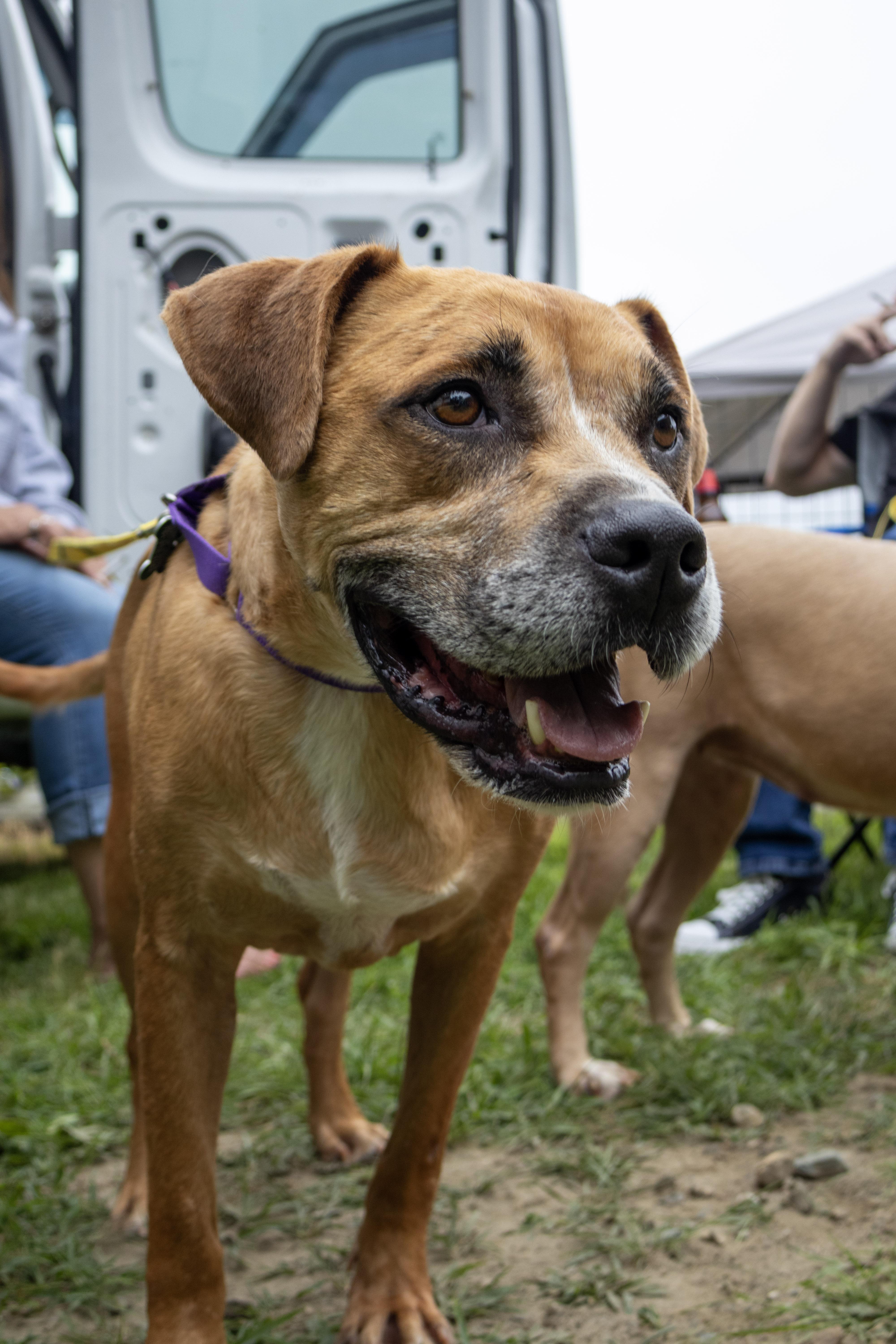Abbott, a Adoptable mixed breed in Cranston, RI image 5/6