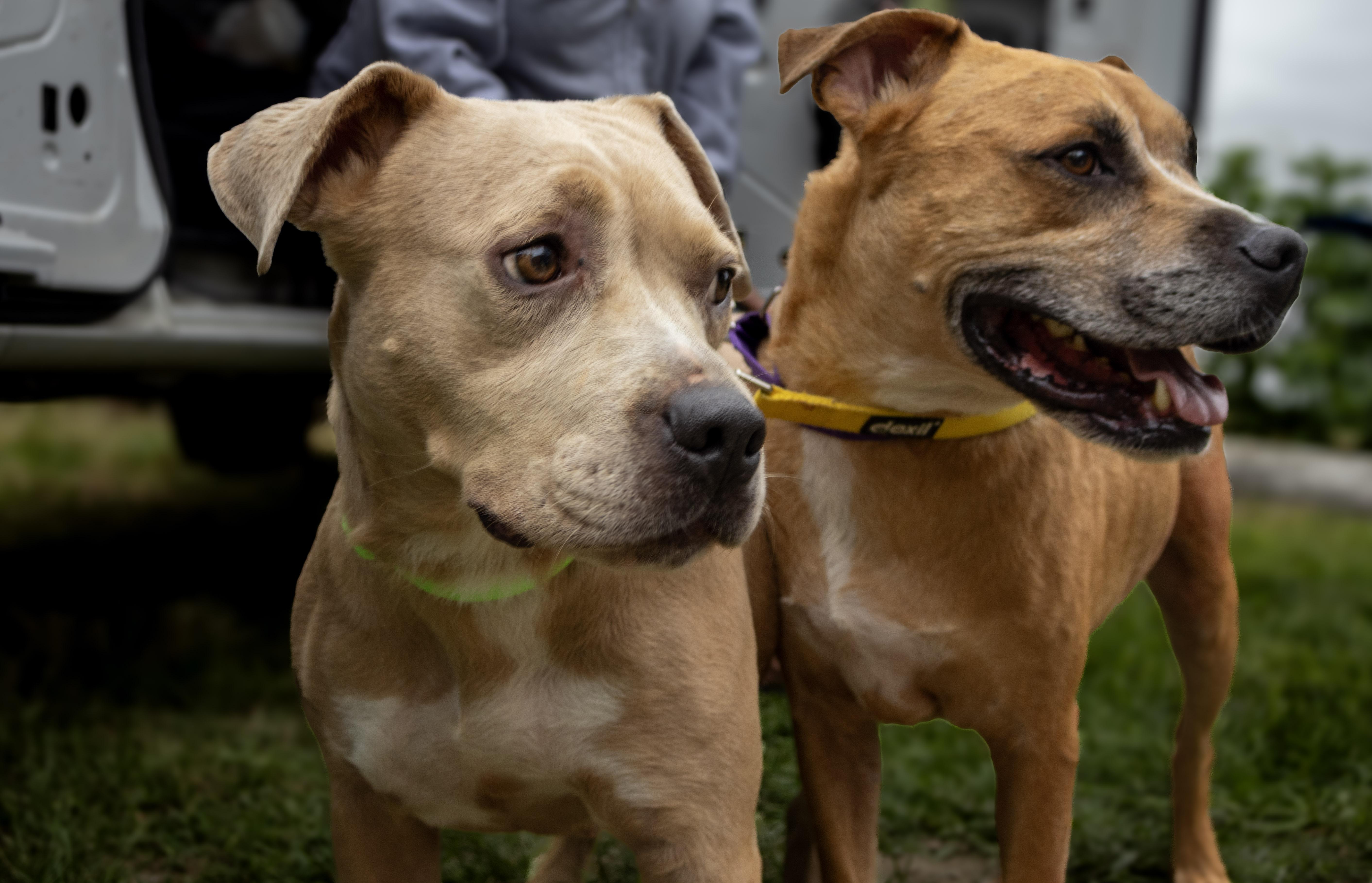 Abbott, an adoptable Boxer in Cranston, RI, 02920 | Photo Image 6