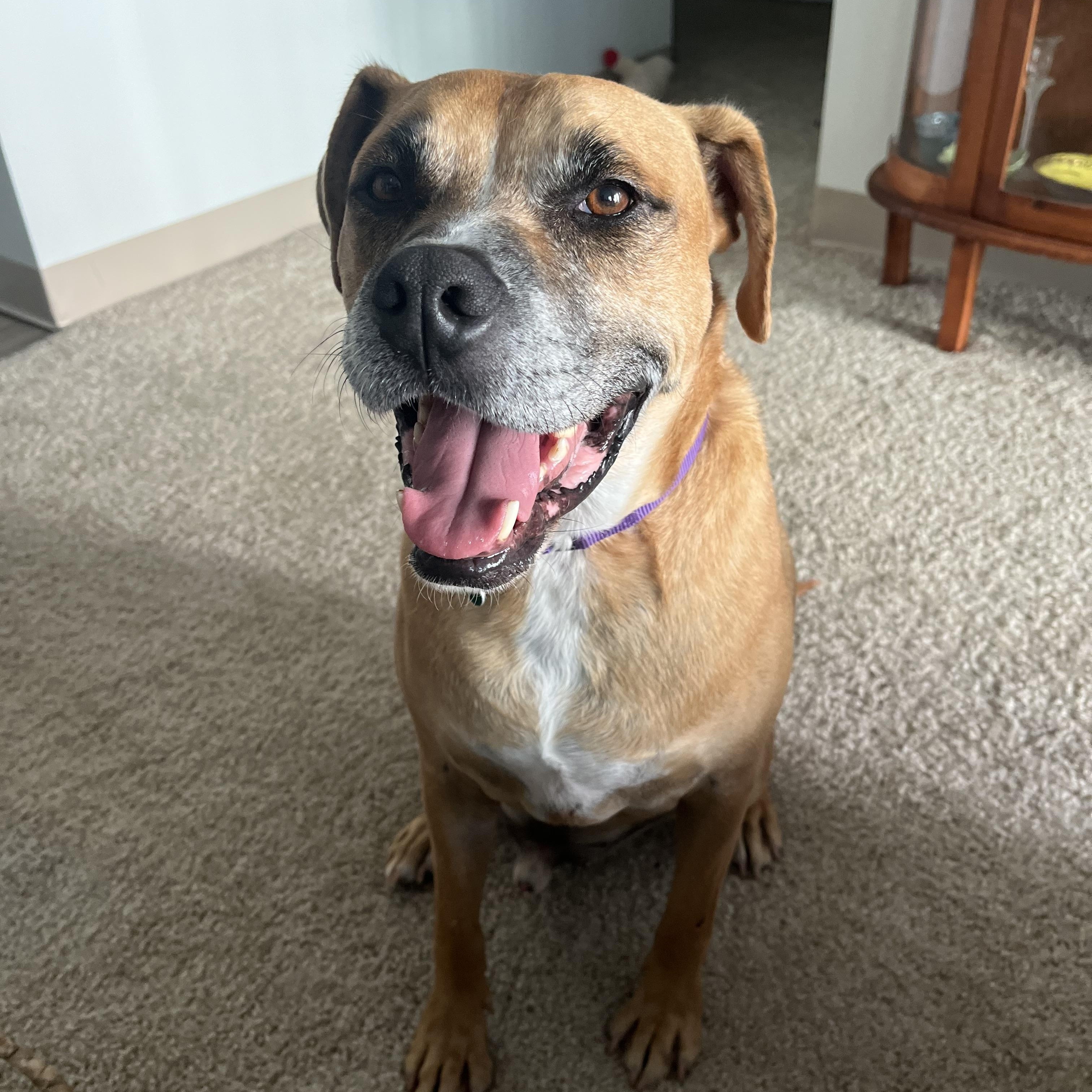 Abbott, a Adoptable mixed breed in Cranston, RI image 6/6