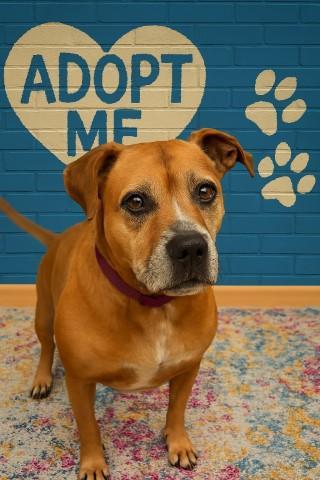 Abbott, an adoptable Boxer in Cranston, RI, 02920 | Photo Image 4