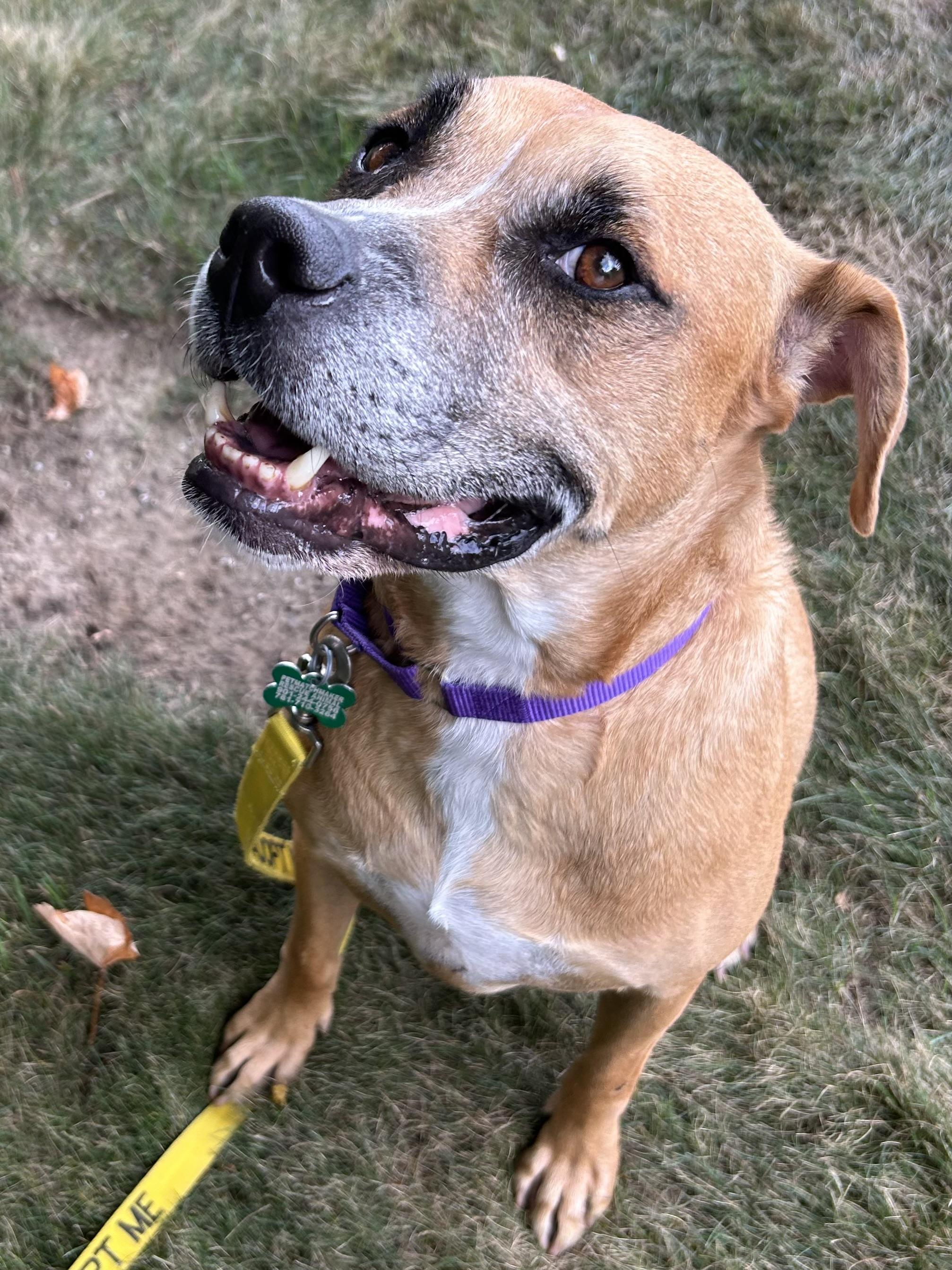 Abbott, a Adoptable mixed breed in Cranston, RI image 1/6