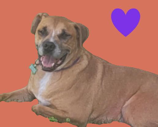 Abbott, an adoptable Boxer in Cranston, RI, 02920 | Photo Image 1