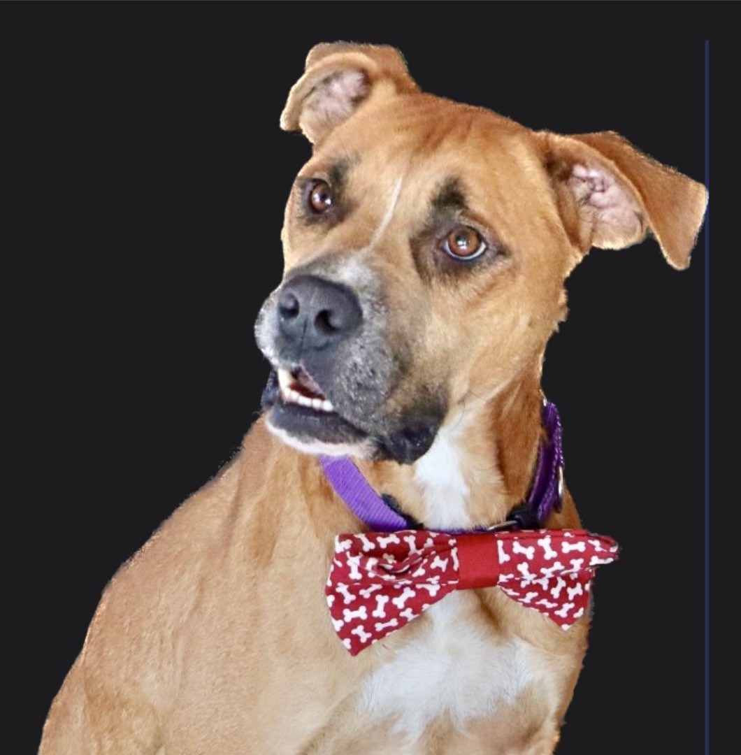 Abbott, an adoptable Boxer in Cranston, RI, 02920 | Photo Image 6