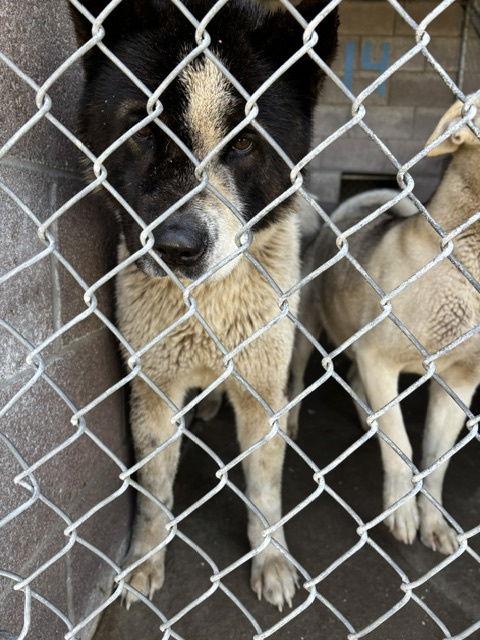Mushu, Adopted, Adult Male Akita.