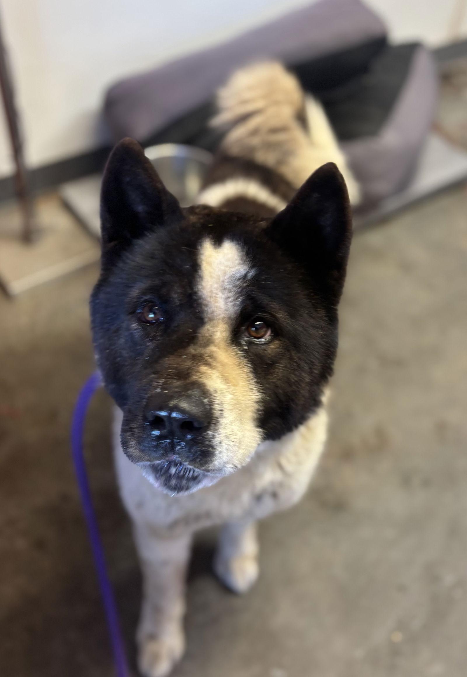 Mushu, a Adopted Akita image 2/2