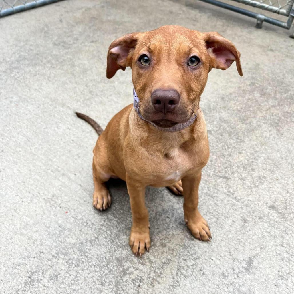Jade, Adopted, Puppy Female Mixed Breed.