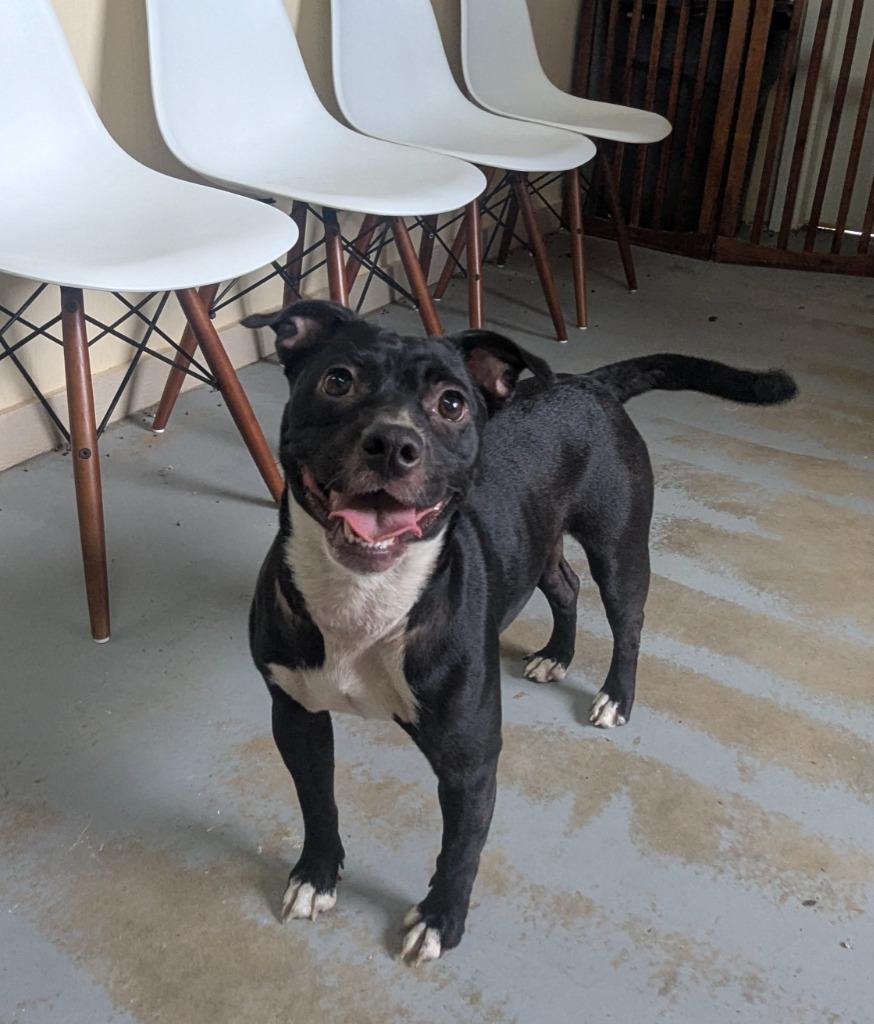 Honey, Adoptable, Young Female Boston Terrier & Pug.