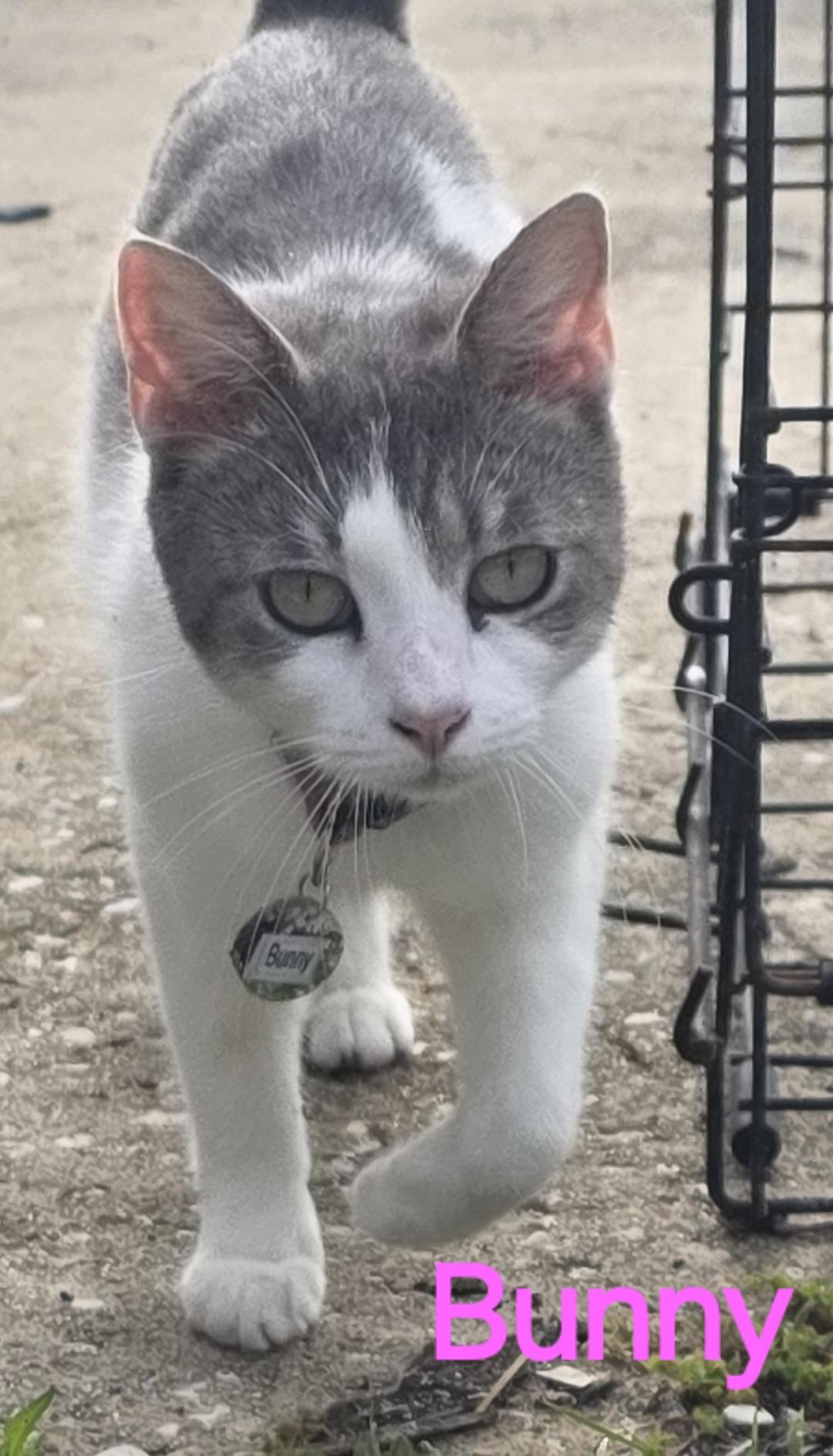 Bunny, Young Female Tabby