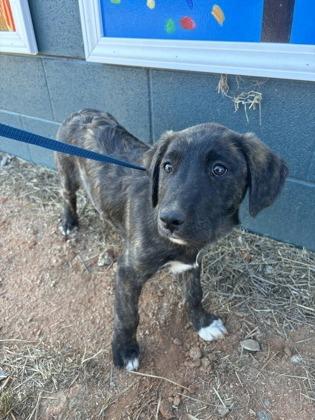 Enlarge 25-166 Charity, a Adoptable mixed breed in Barnesville, GA image 1/3