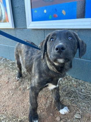 Enlarge 25-166 Charity, a Adoptable mixed breed in Barnesville, GA image 2/3