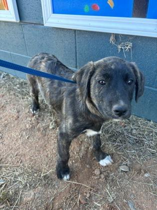 Enlarge 25-166 Charity, a Adoptable mixed breed in Barnesville, GA image 3/3