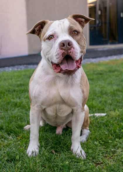 Enlarge Sonnet, a Adoptable Mixed Breed in West Chester, PA image 1/3