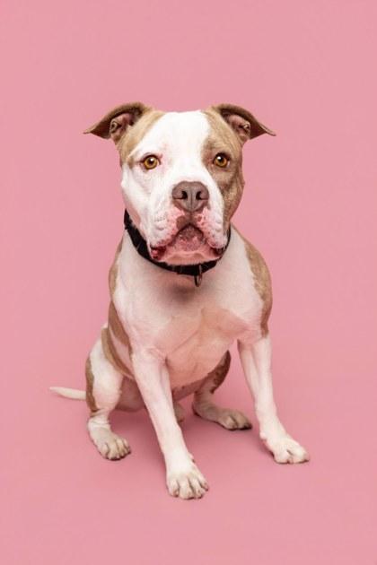 Enlarge Sonnet, a Adoptable Mixed Breed in West Chester, PA image 2/3