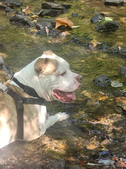 Enlarge Sonnet, a Adoptable Mixed Breed in West Chester, PA image 3/3