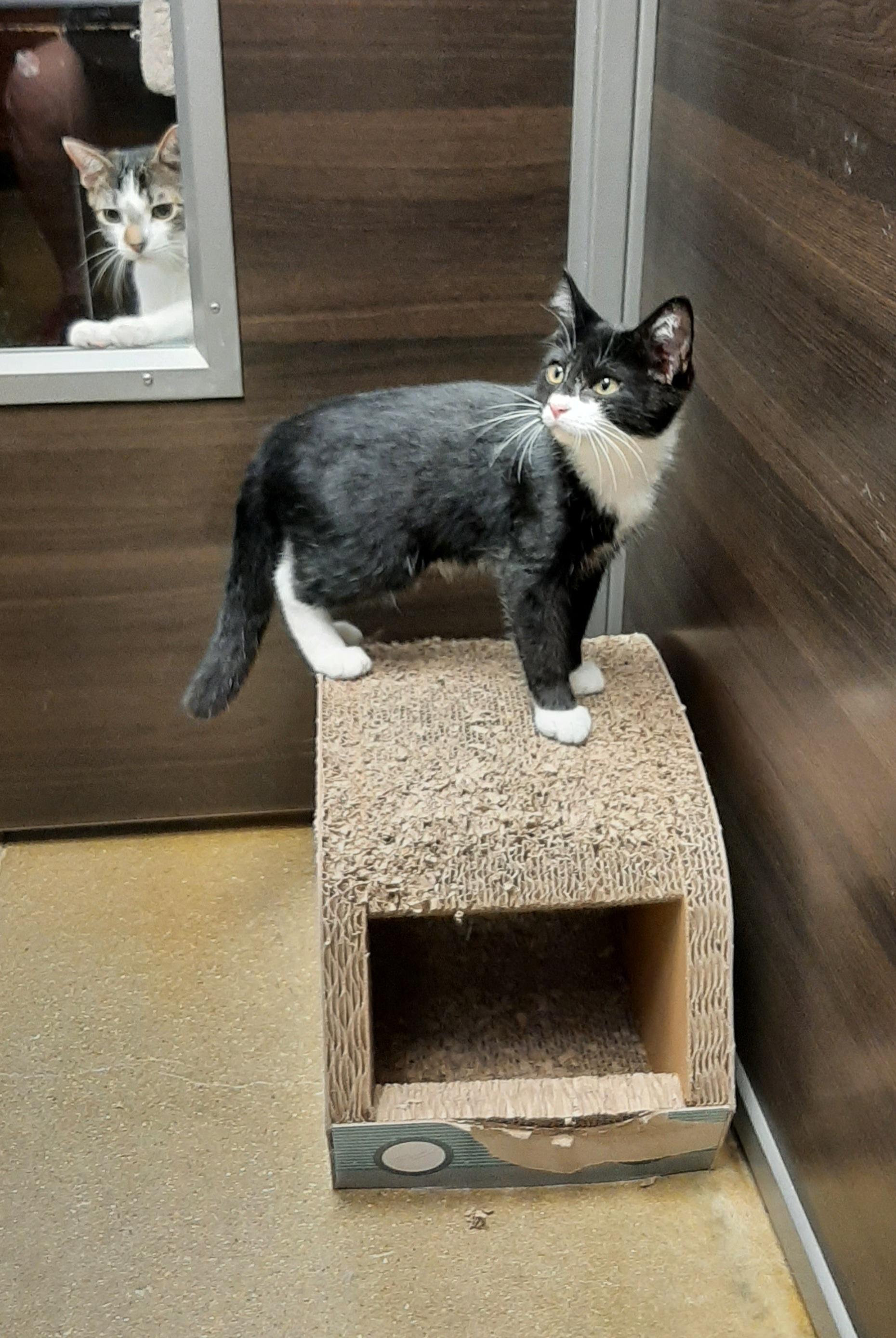 Fernando, adopted, Young Male Tuxedo.