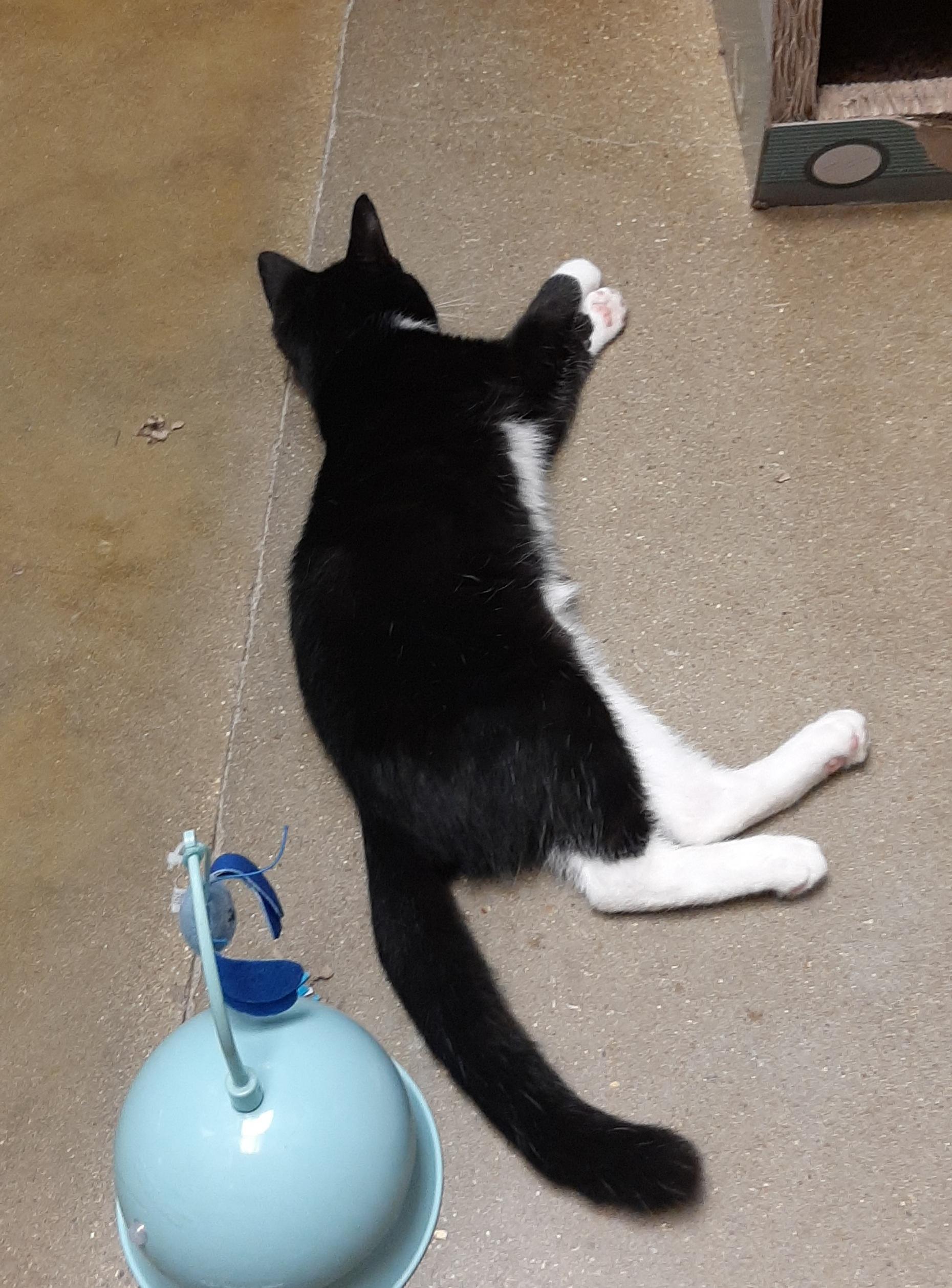 Enlarge Fernando, an adopted Tuxedo in Belleville, IL image 2/4