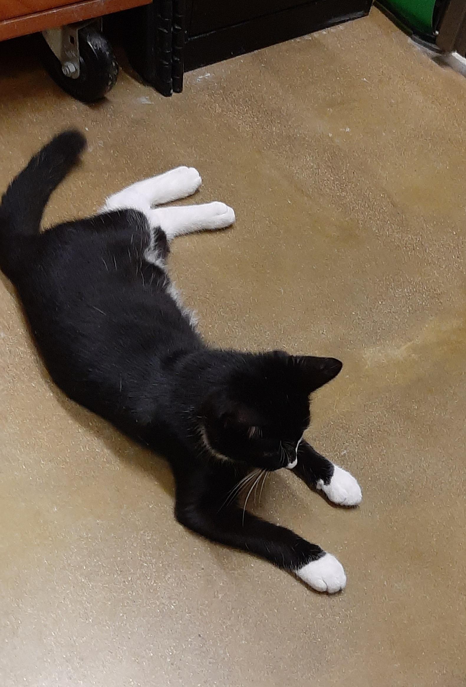 Enlarge Fernando, an adopted Tuxedo in Belleville, IL image 3/4
