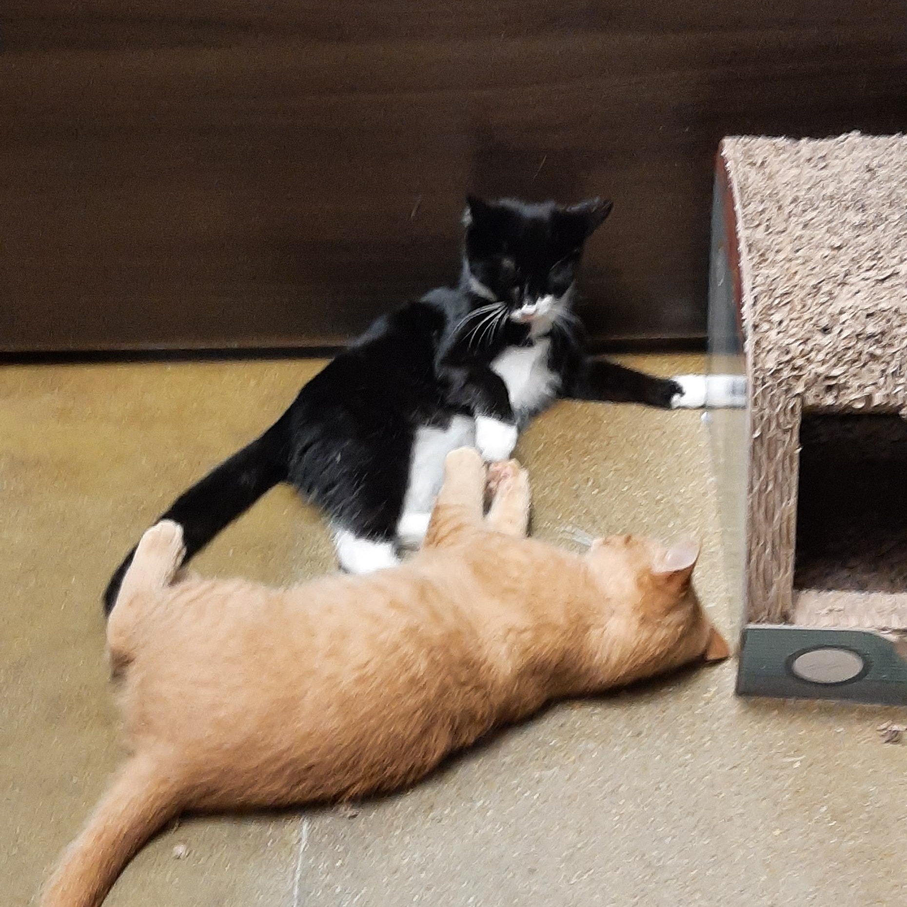 Enlarge Fernando, an adopted Tuxedo in Belleville, IL image 4/4