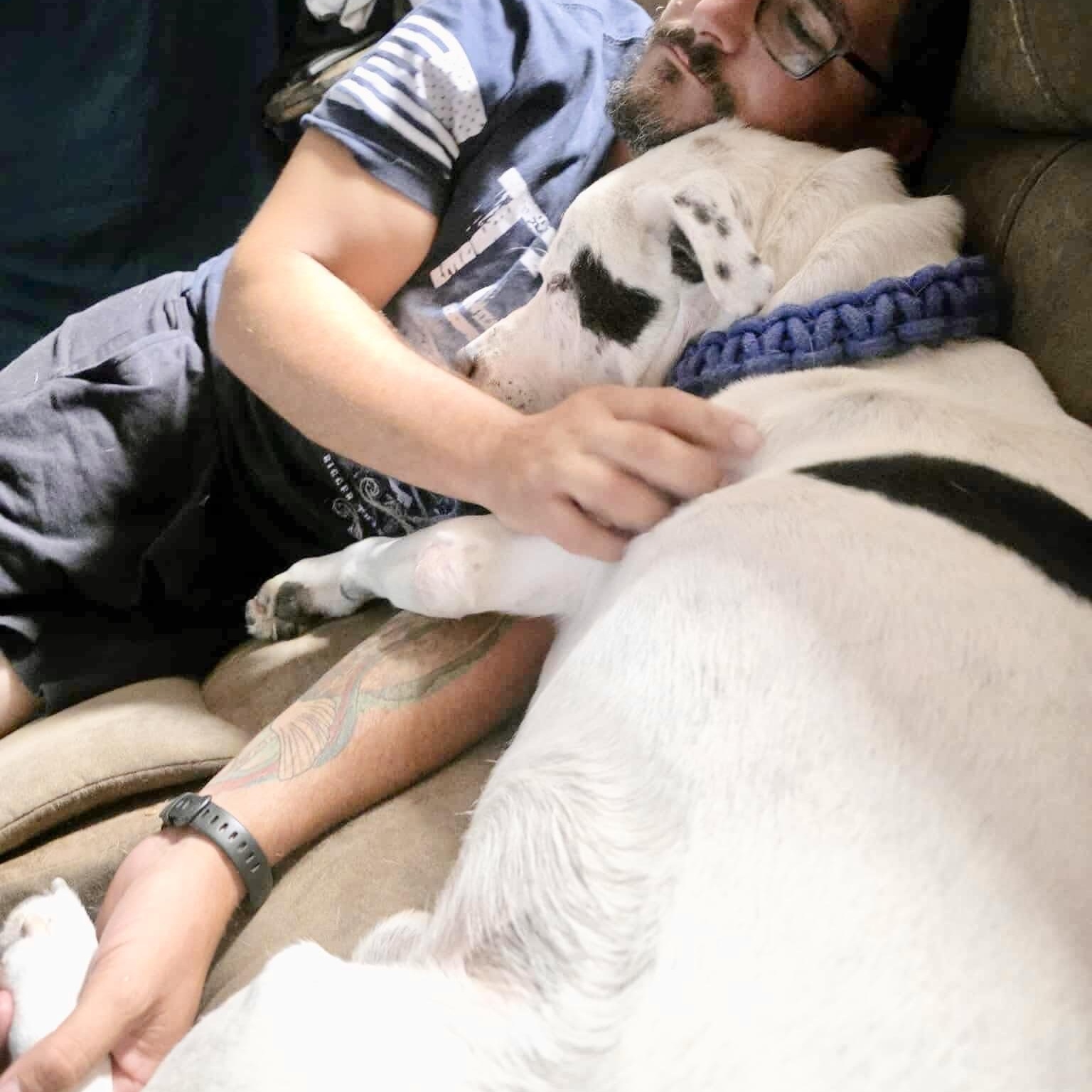 Fisher, an adoptable American Staffordshire Terrier, Bulldog in Jerome, ID, 83338 | Photo Image 4