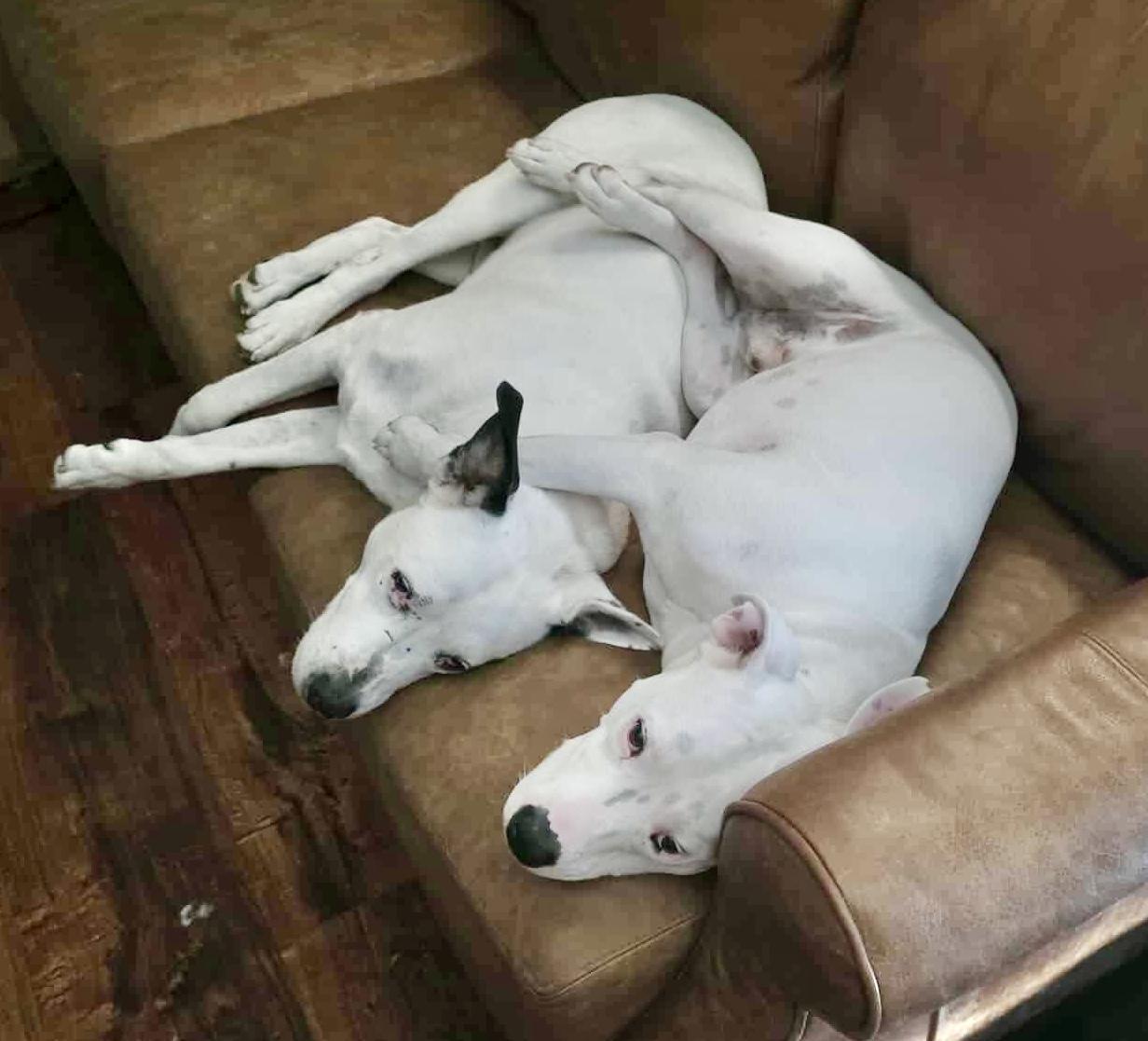 Fisher, an adoptable American Staffordshire Terrier, Bulldog in Jerome, ID, 83338 | Photo Image 3