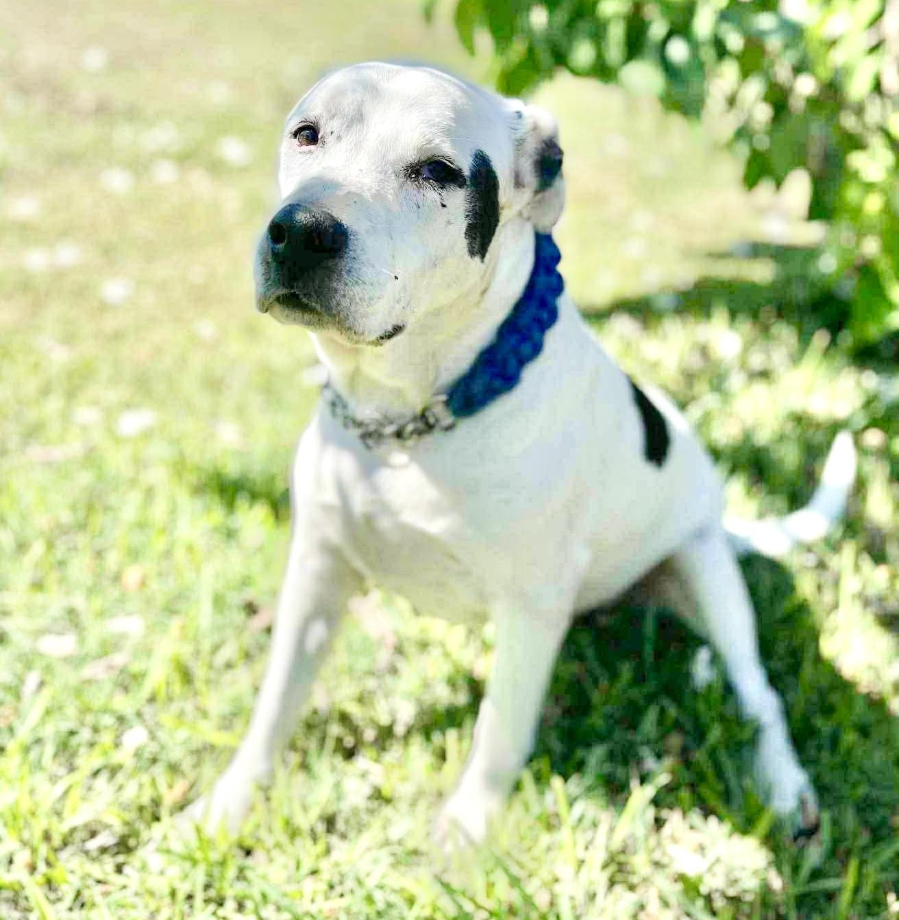 Fisher, an adoptable American Staffordshire Terrier, Bulldog in Jerome, ID, 83338 | Photo Image 1