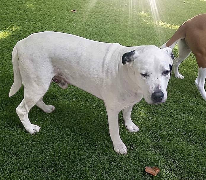 Fisher, an adoptable American Staffordshire Terrier, Bulldog in Jerome, ID, 83338 | Photo Image 2