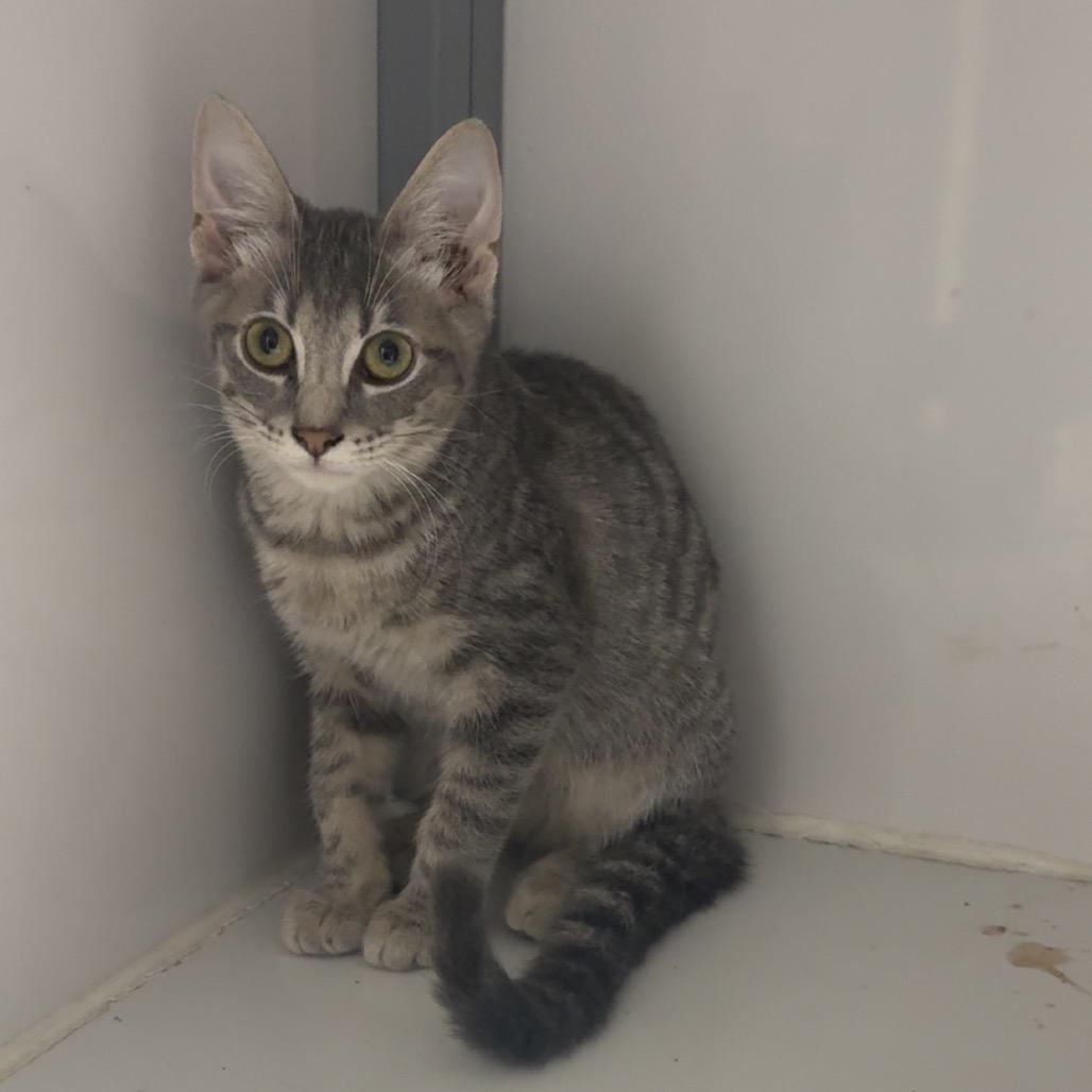 Moth, Adoptable, Young Male Domestic Short Hair.