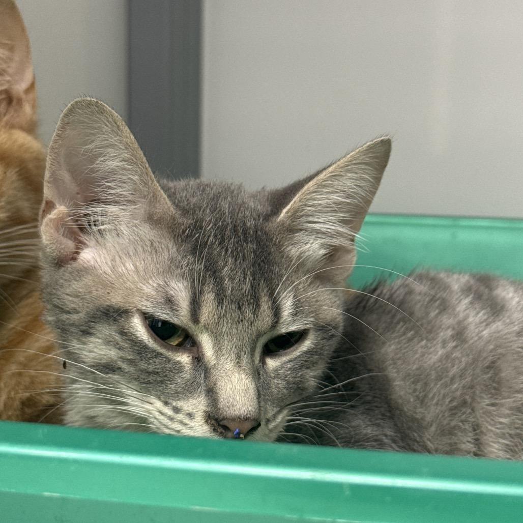 Enlarge Moth, a Adoptable Domestic Short Hair in Shelbyville, IL image 2/2
