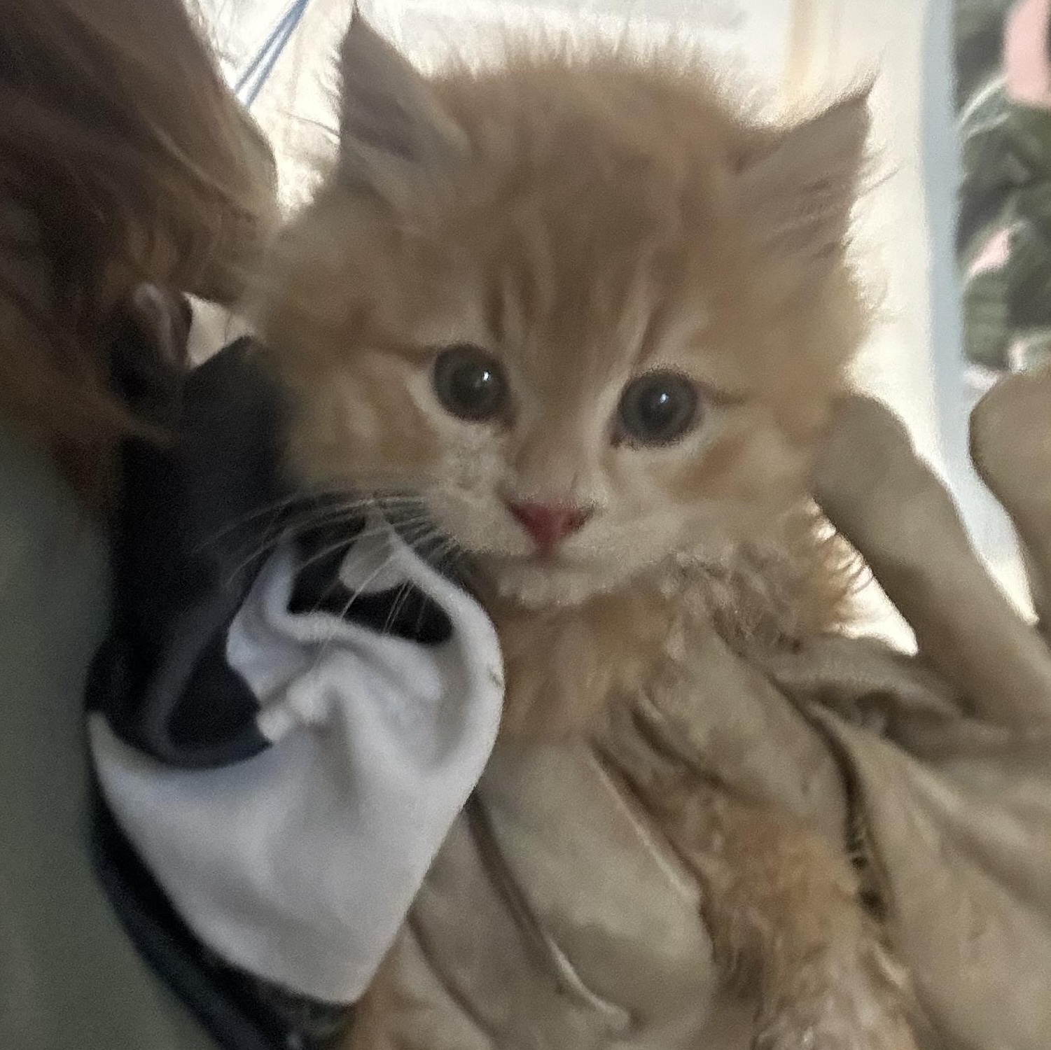 Enlarge Chili, an adopted Domestic Long Hair in Hay River, NT image 1/3